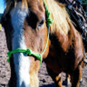 Meet your Posher, Patty